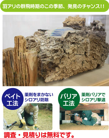 羽アリの群飛時期のこの季節、発見のチャンス！！